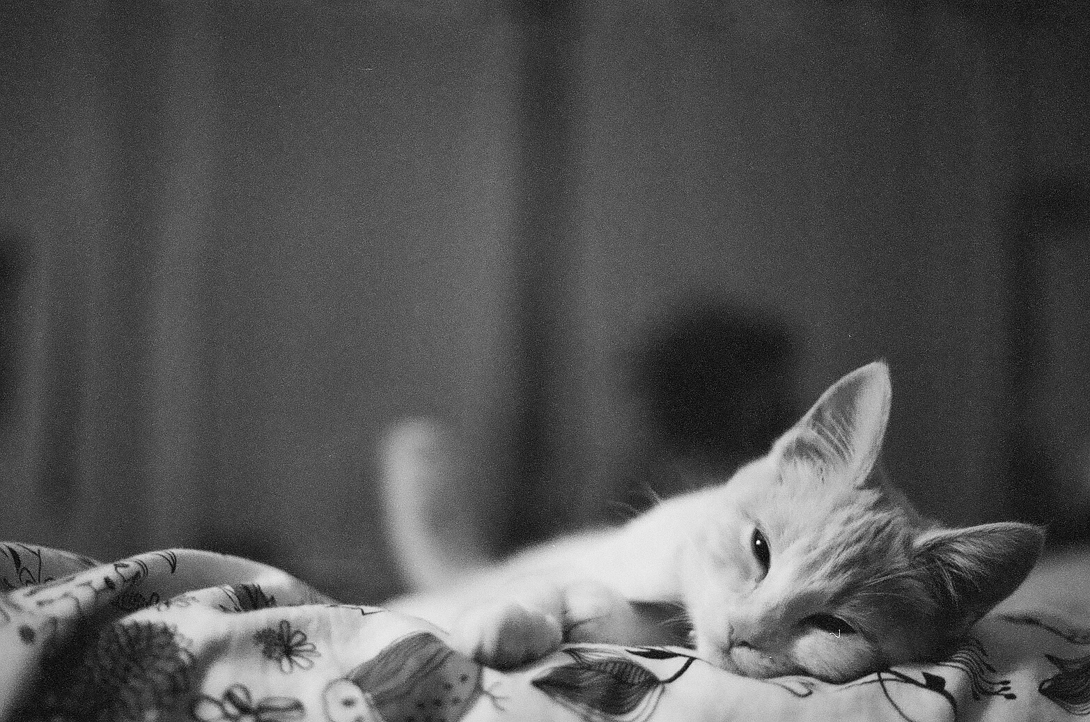 bw400cn | canon ae-1 auto | december 2011