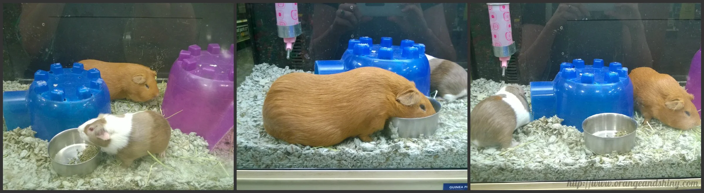 Giant Guinea Pigs and Hiking