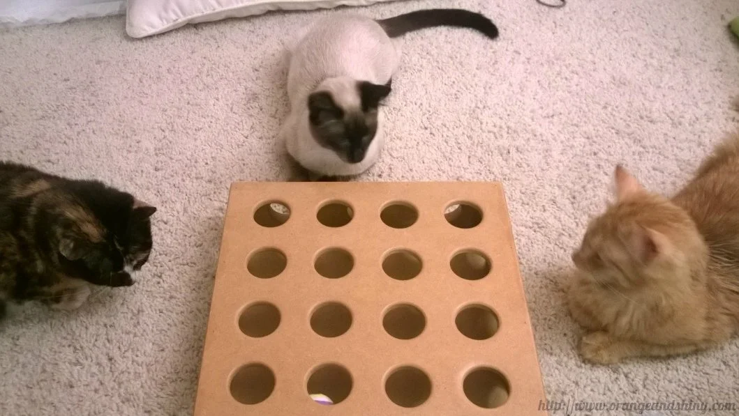 Three little kitties...