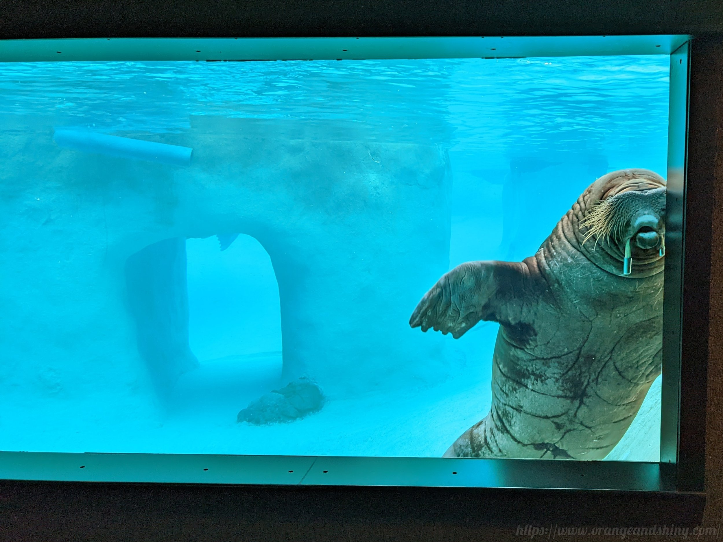 Visiting Walruses