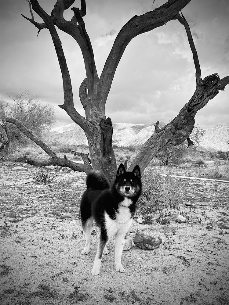   Little, Joshua Tree, January 2023  