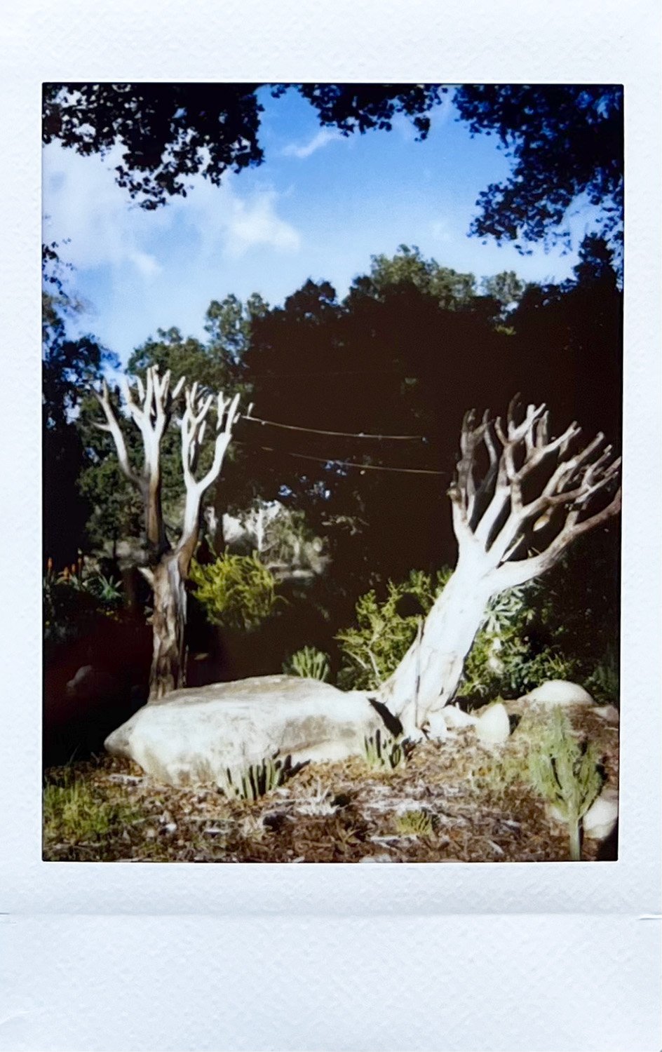  Two Trees, Ojai, CA, 2024  