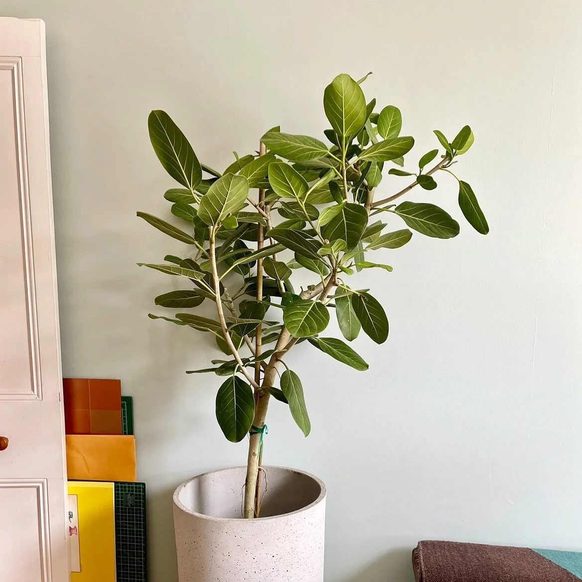 Audrey, brightening my office⁣
⁣
⁣
🪴 #ficusaudrey
