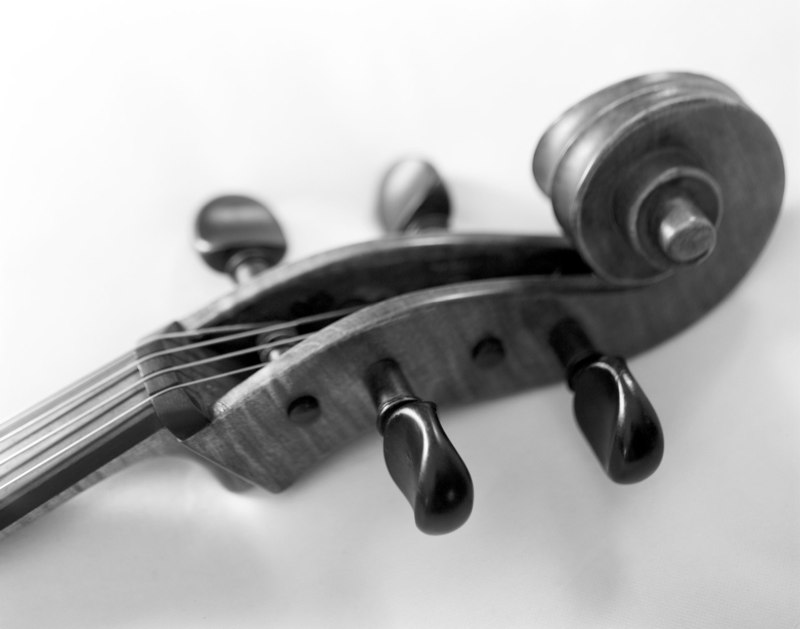 cello head.jpg