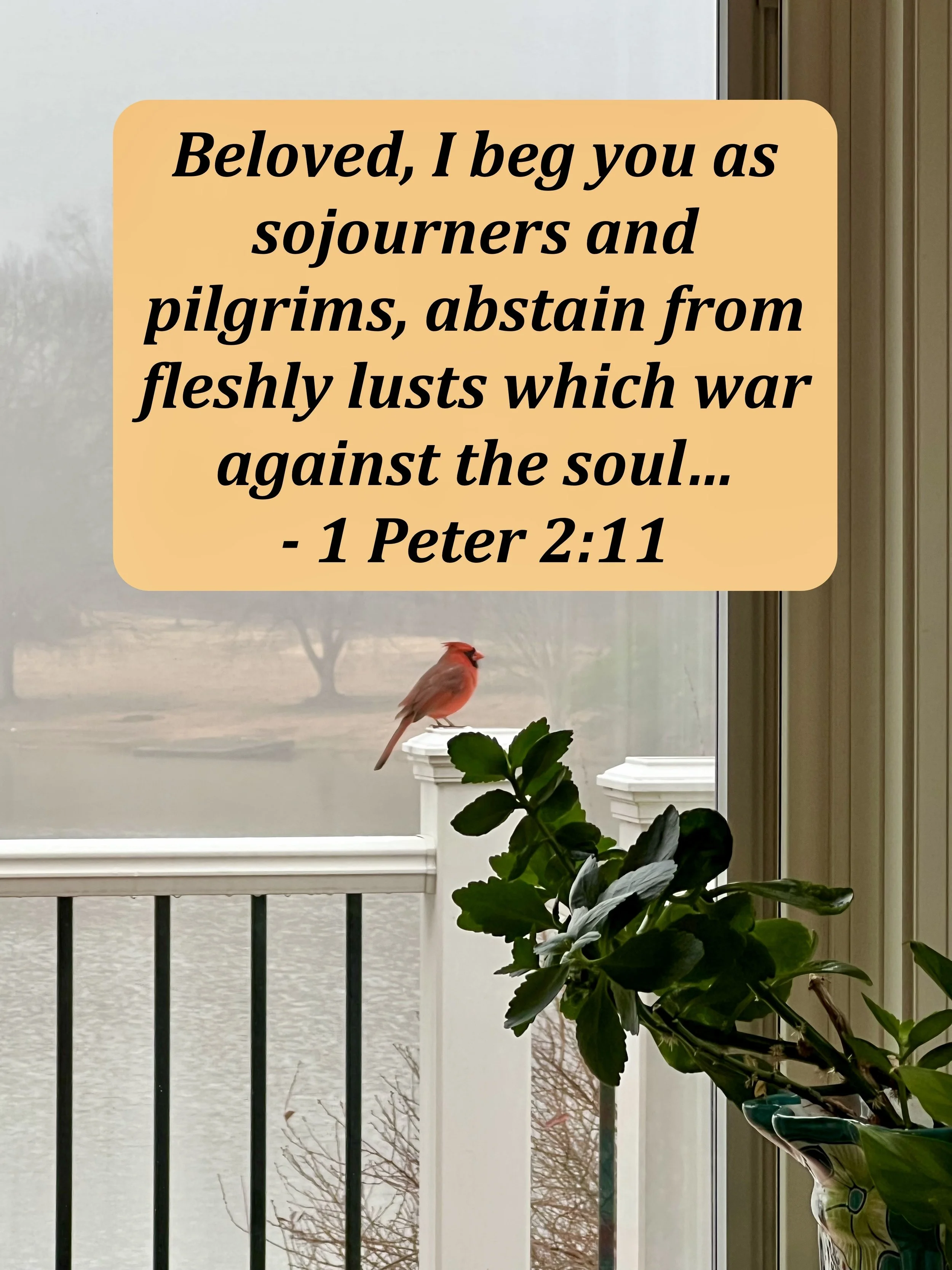 October 26, 2025: 1 Peter 2:11