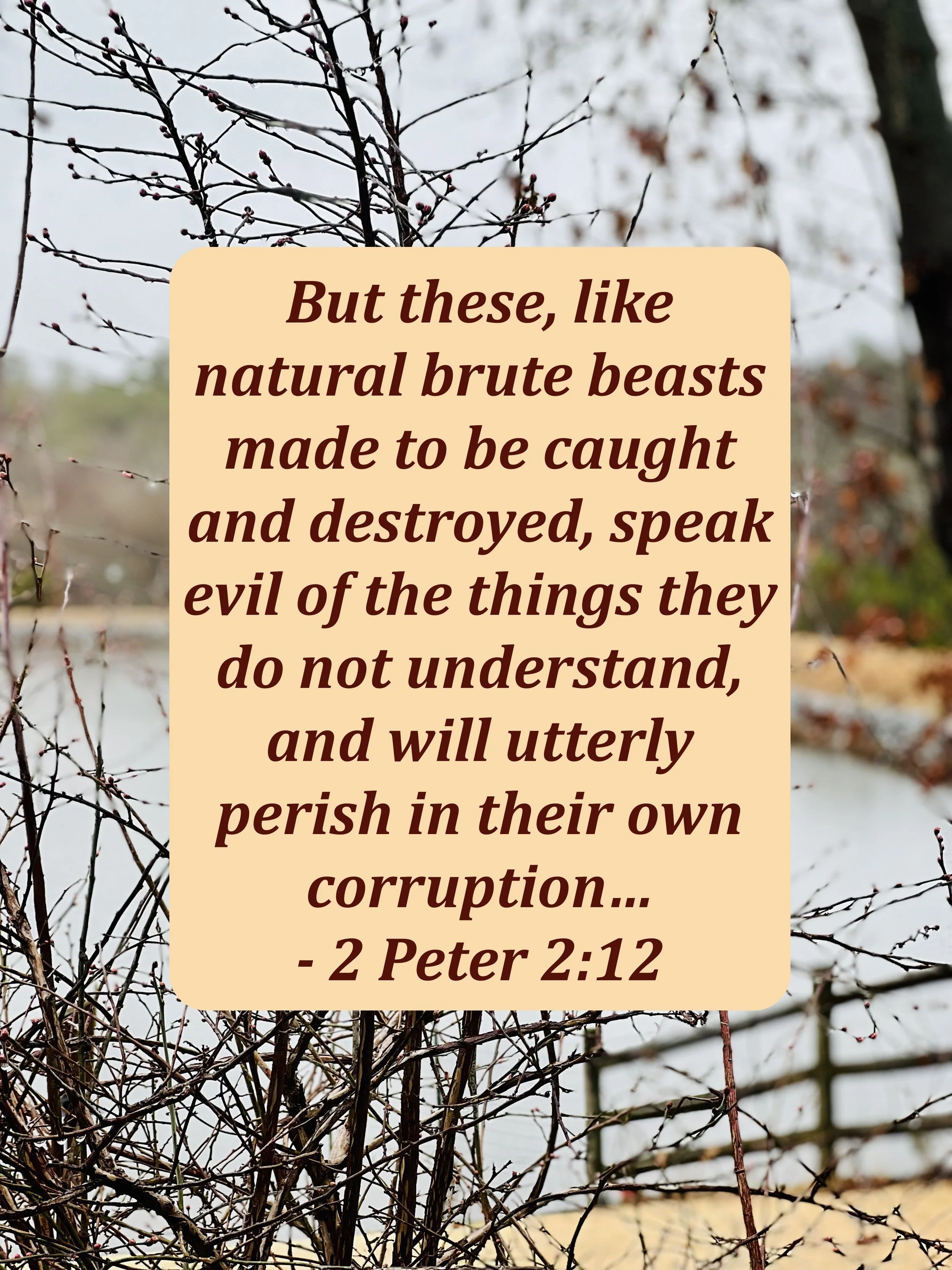 February 18, 2026: 2 Peter 2:12