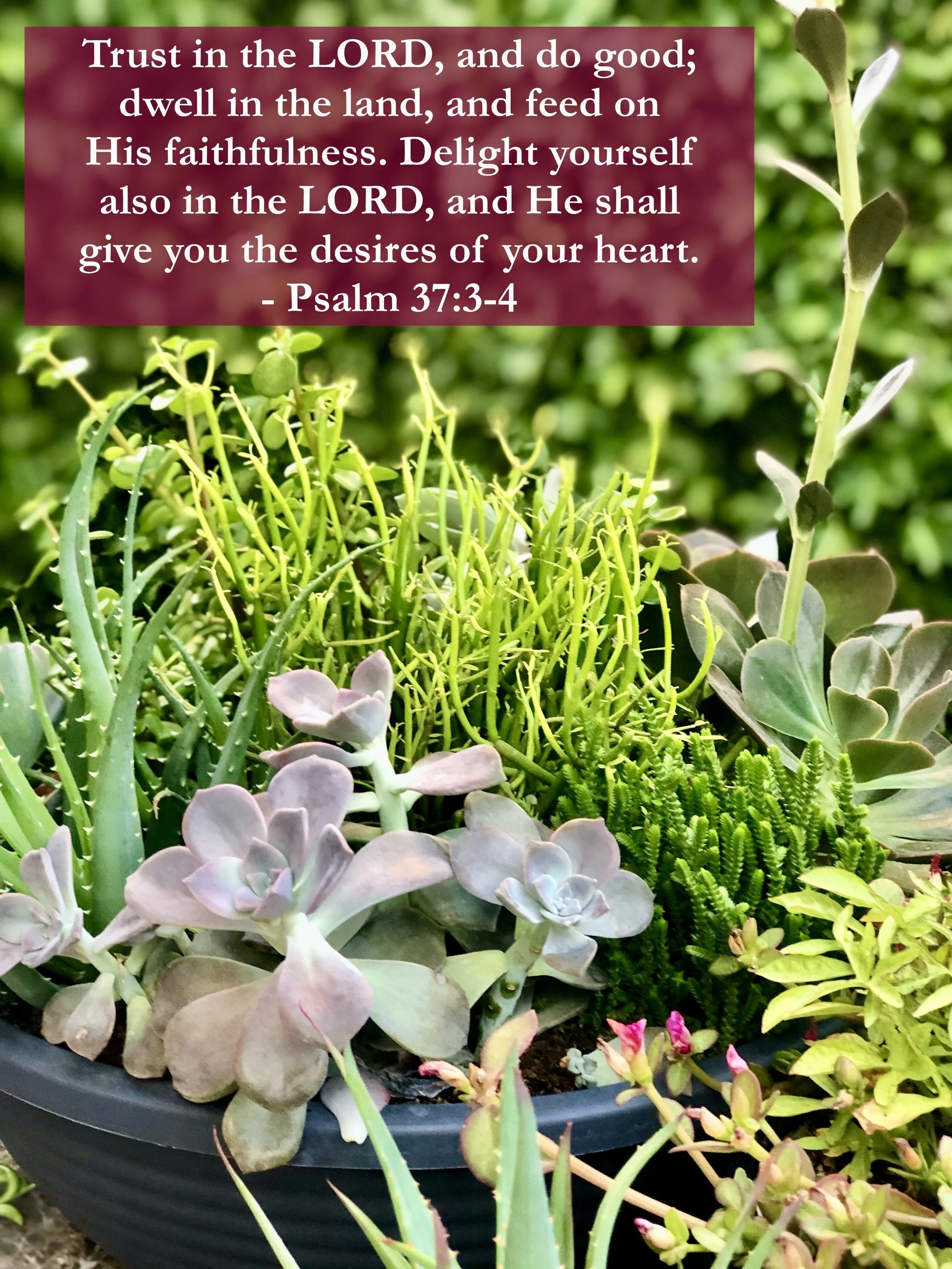 May 3, 2026: Psalm 37:3-4