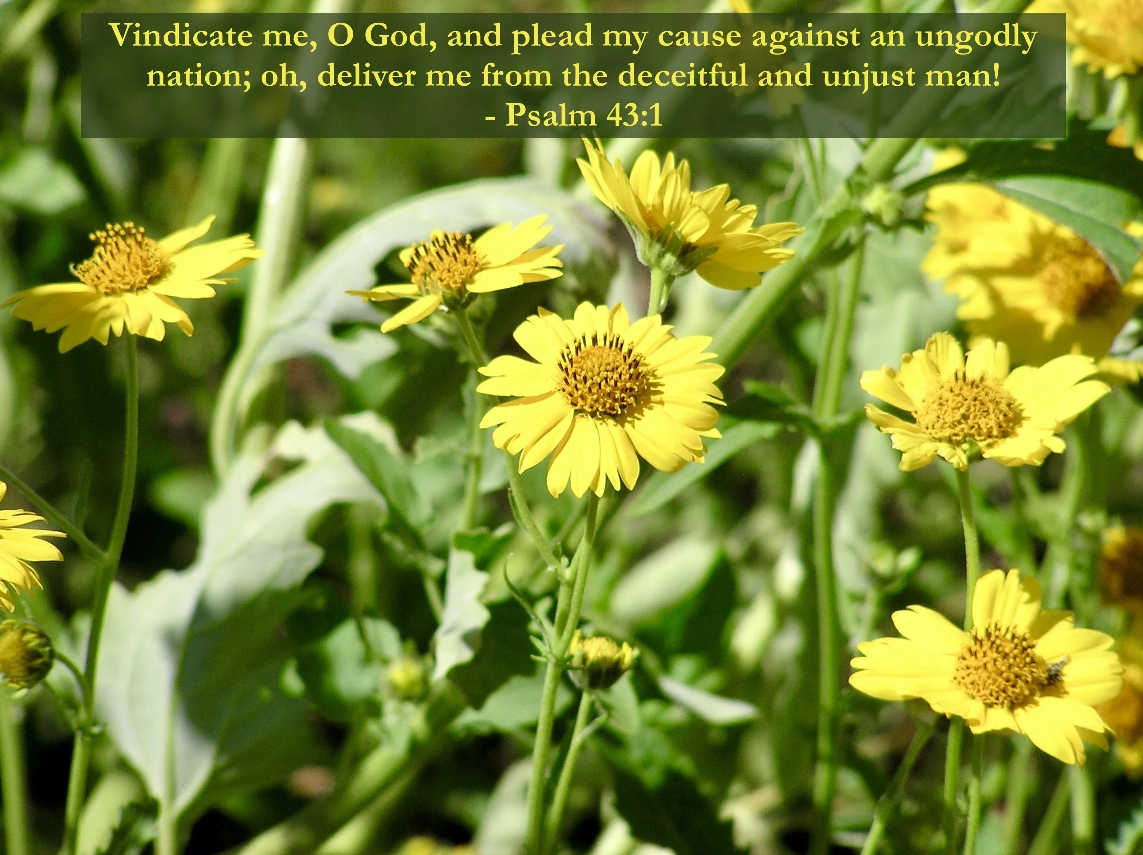 May 18, 2026: Psalm 43:1