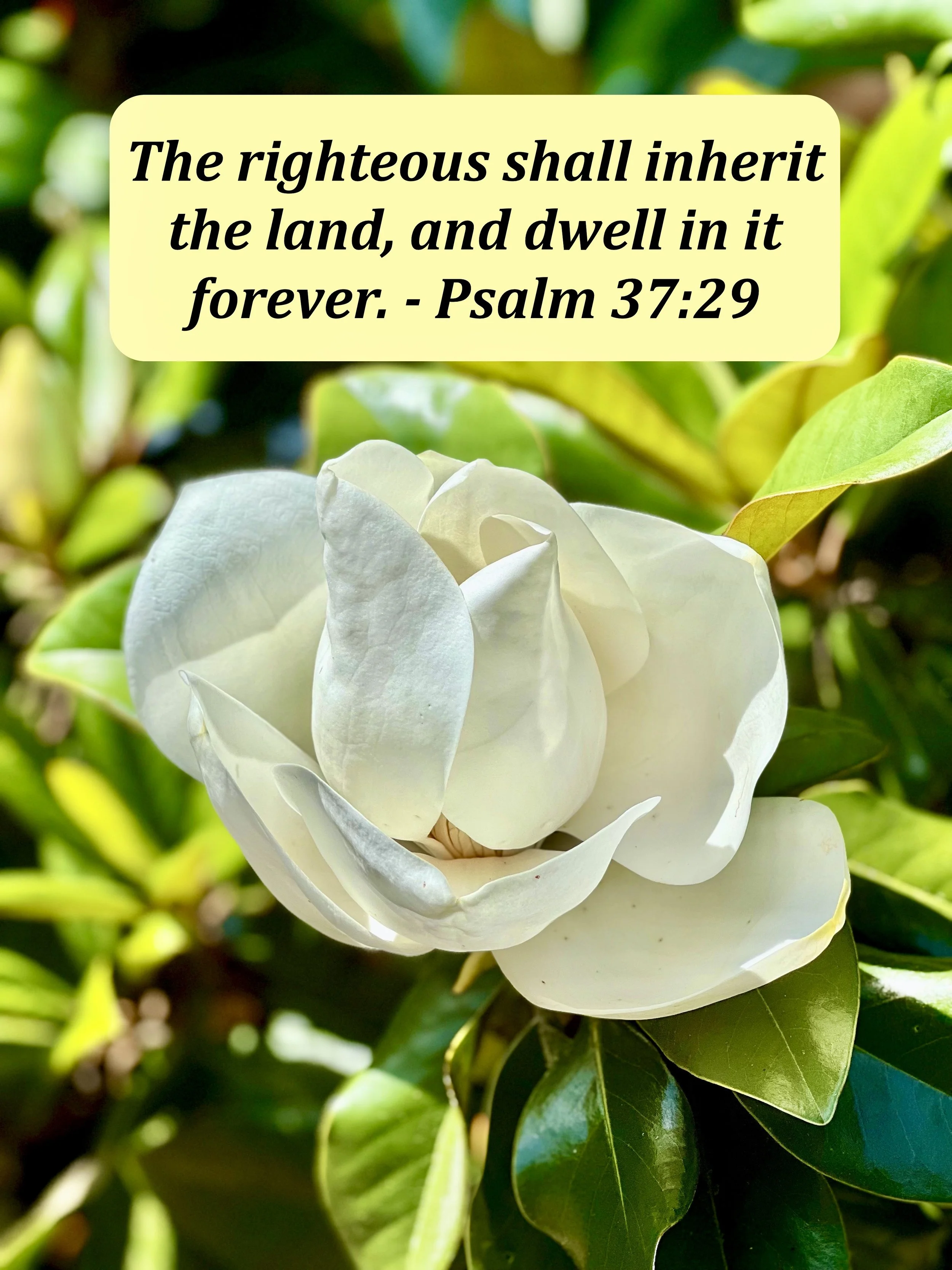 June 9, 2026: Psalm 37:29