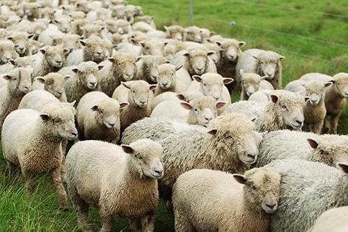 herd_mentality-small.jpg