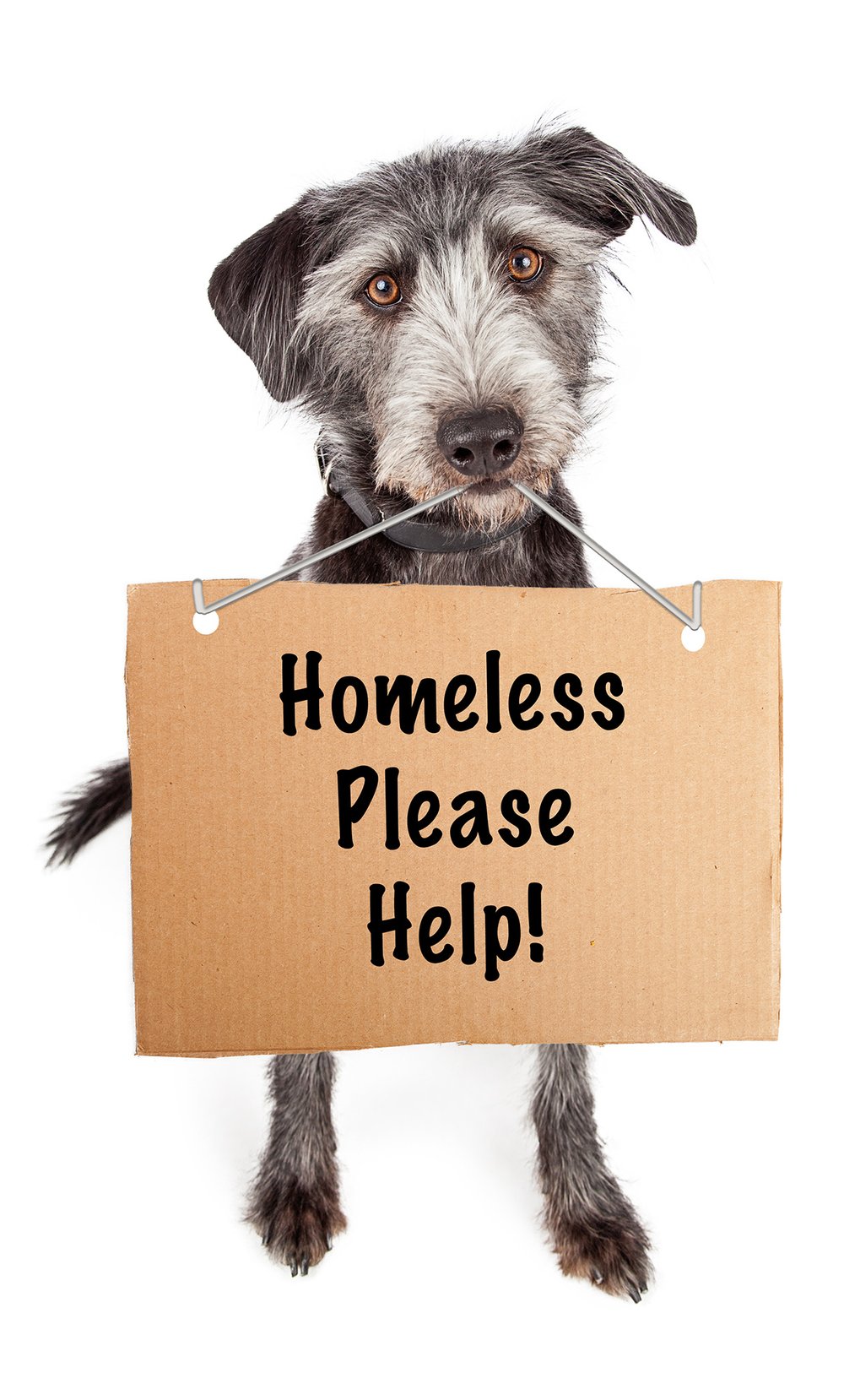 How Can I Help Homeless Dogs