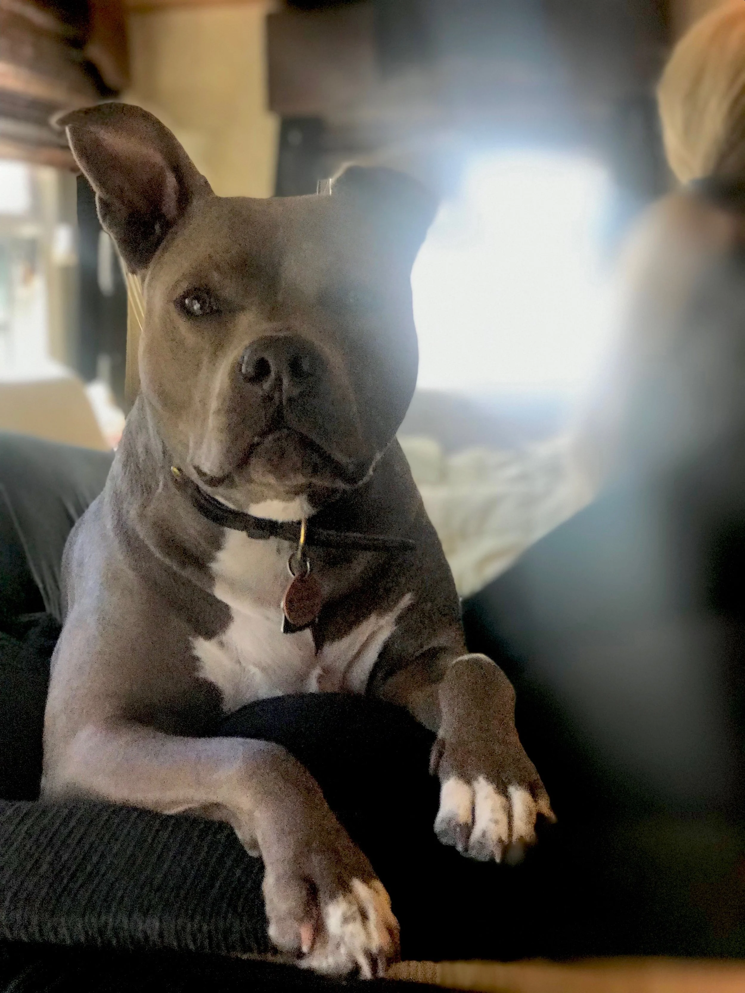 Are some breeds bad?