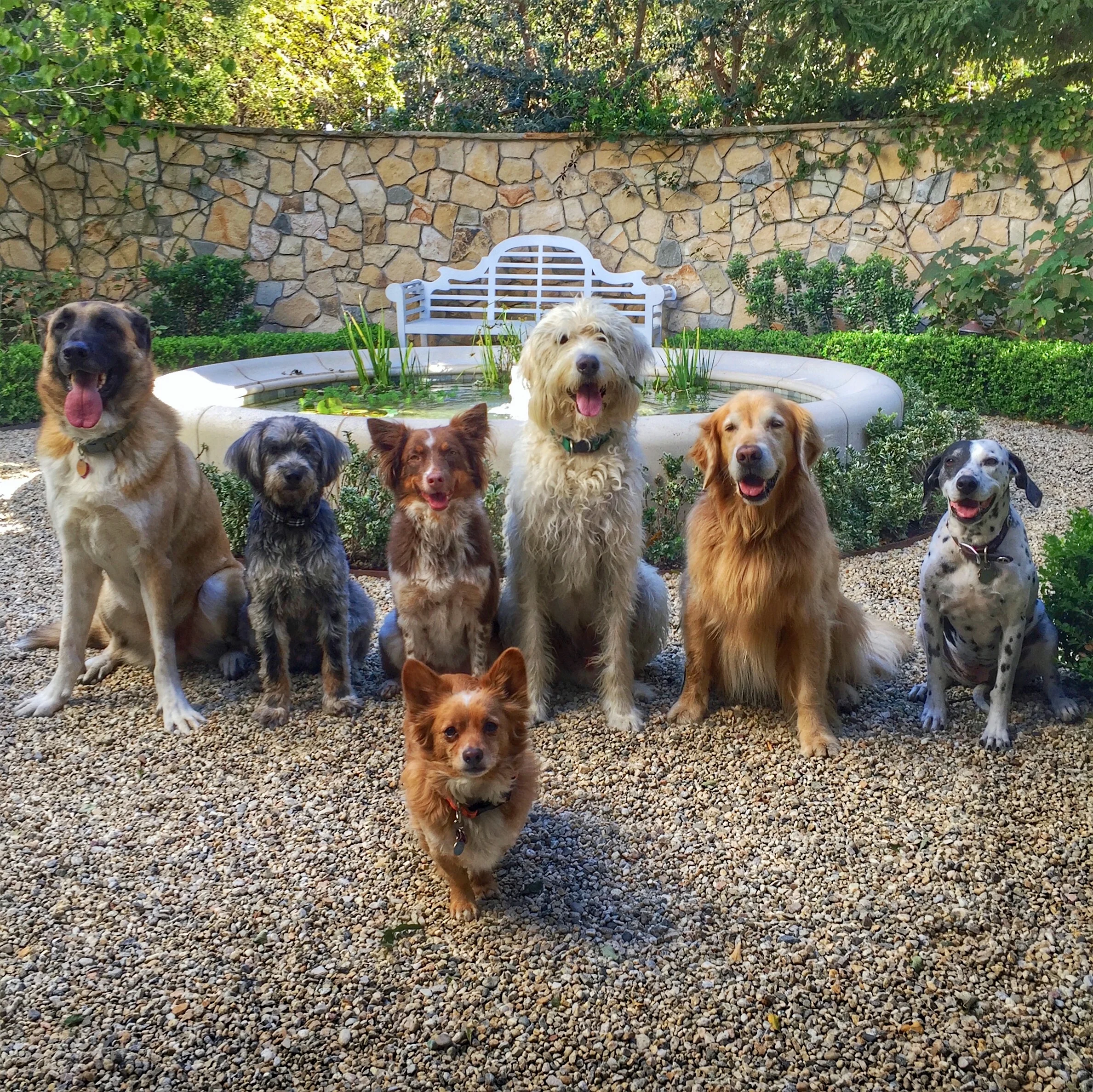 Left to Right: Chavo, Jagger, Pasha, Mr Fox, Jack, Bosco & Zara