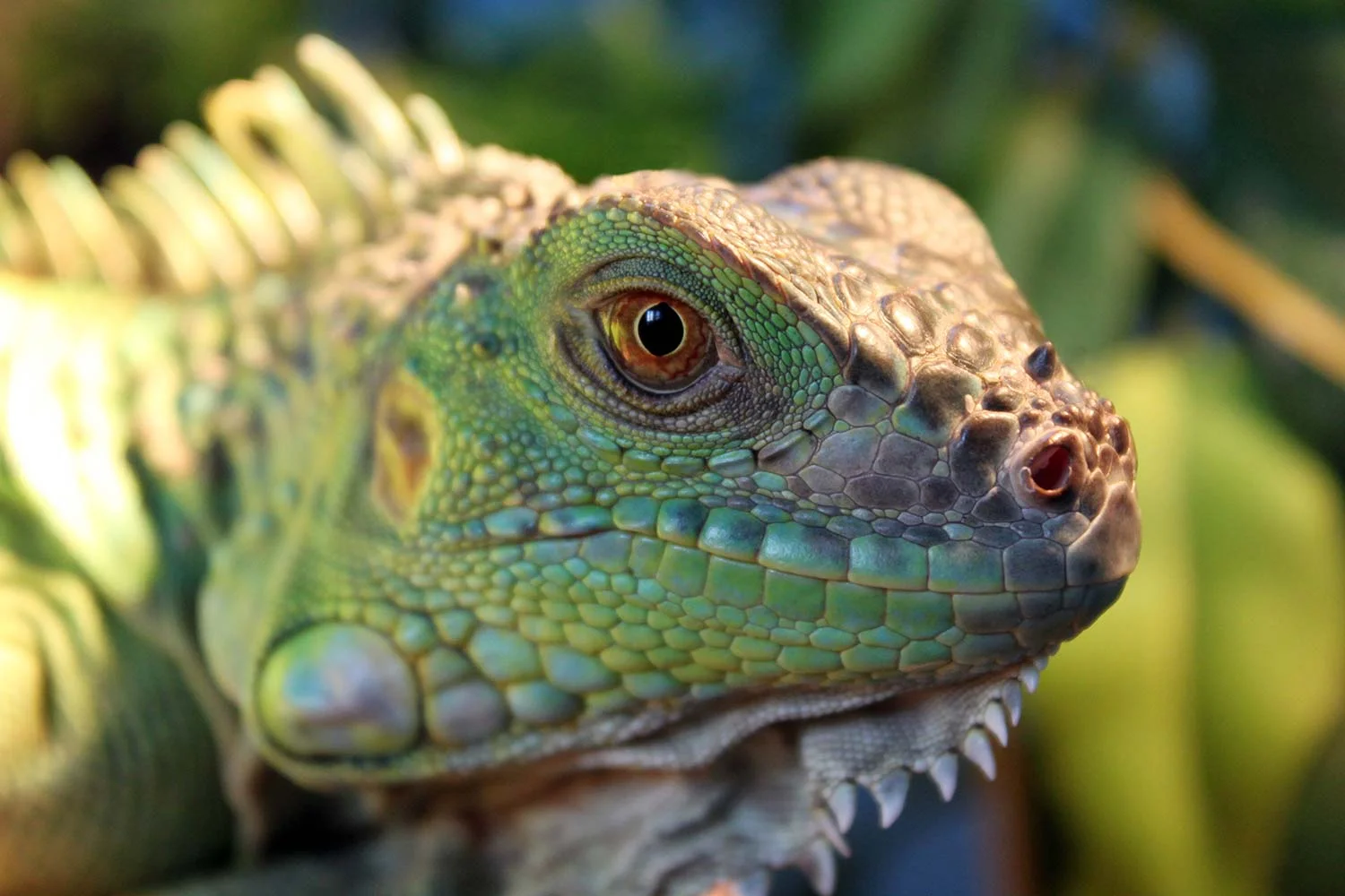 Free Family Day: Reptile Adventure