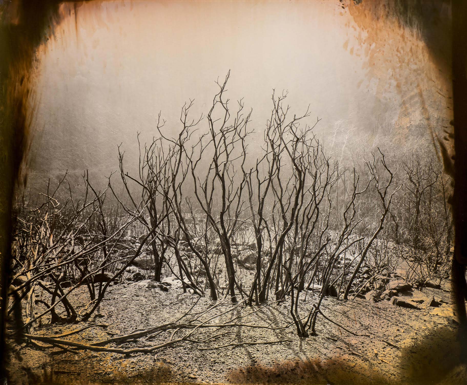 “Burning Bush” by Luther Gerlach, 2018, unique silver gelatin print, 16 x 20 inches, Collection of the artist.