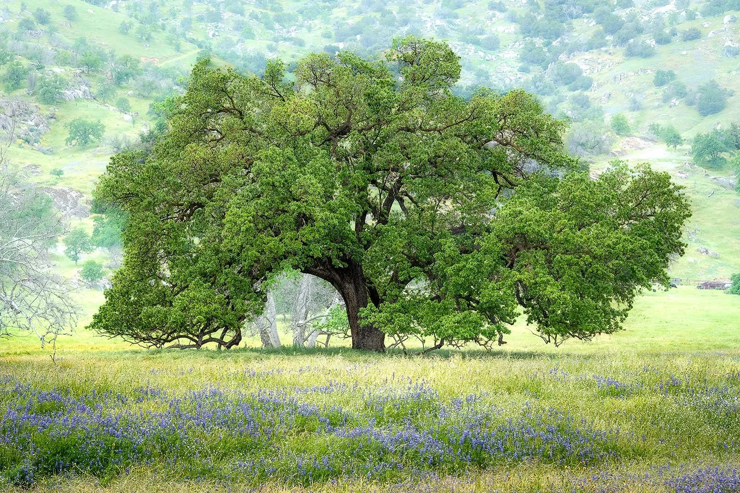 Premiere Party: California Art League Gold Medal Exhibition - "The California Scene"