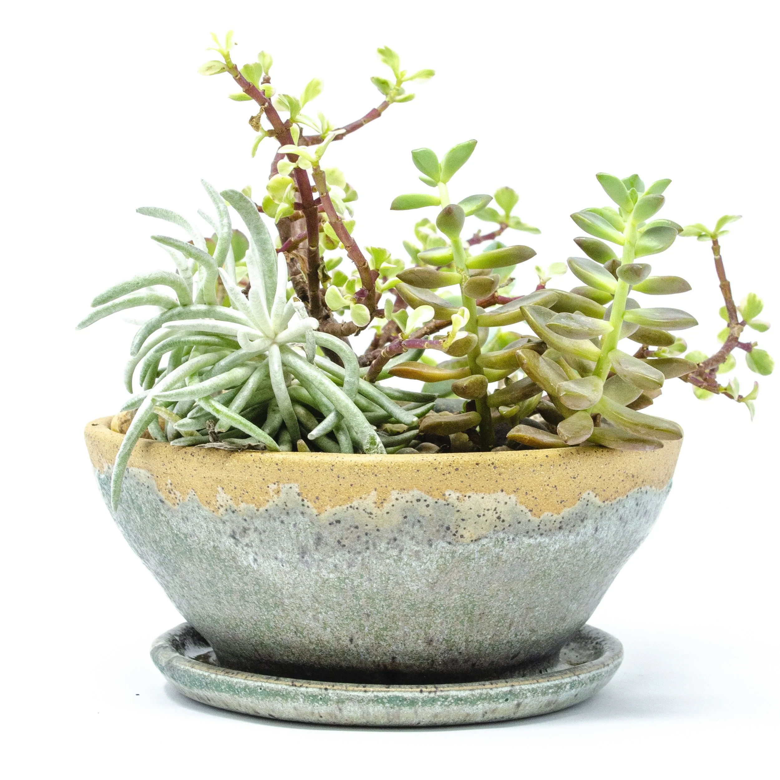 Succulent Pots 1.jpg