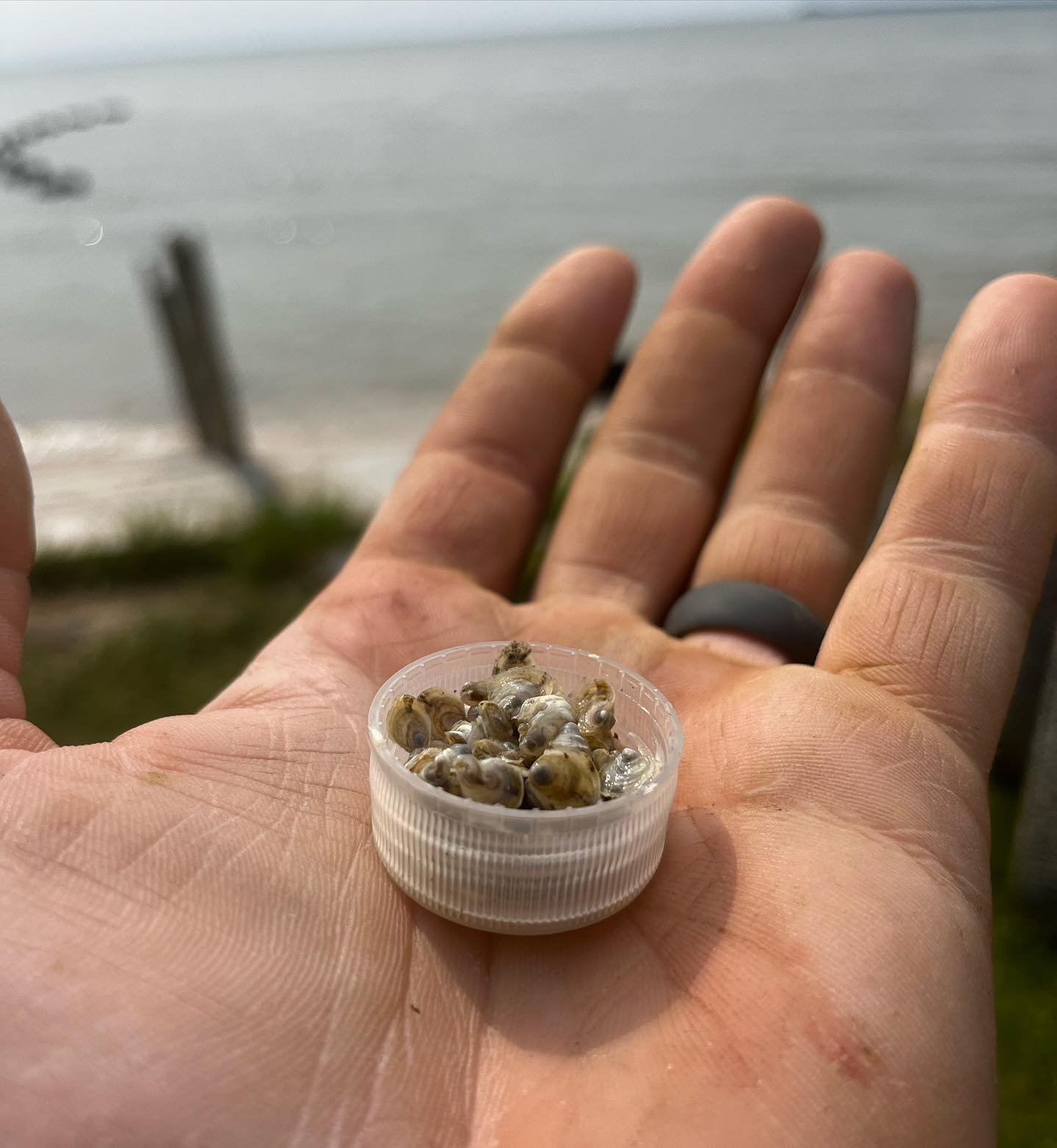 Nothing like holding the future of your business in the palm of your hand. 

Doing our third planting of seed oysters today, and a bottle cap works just fine when you forget your measuring cups 🤣