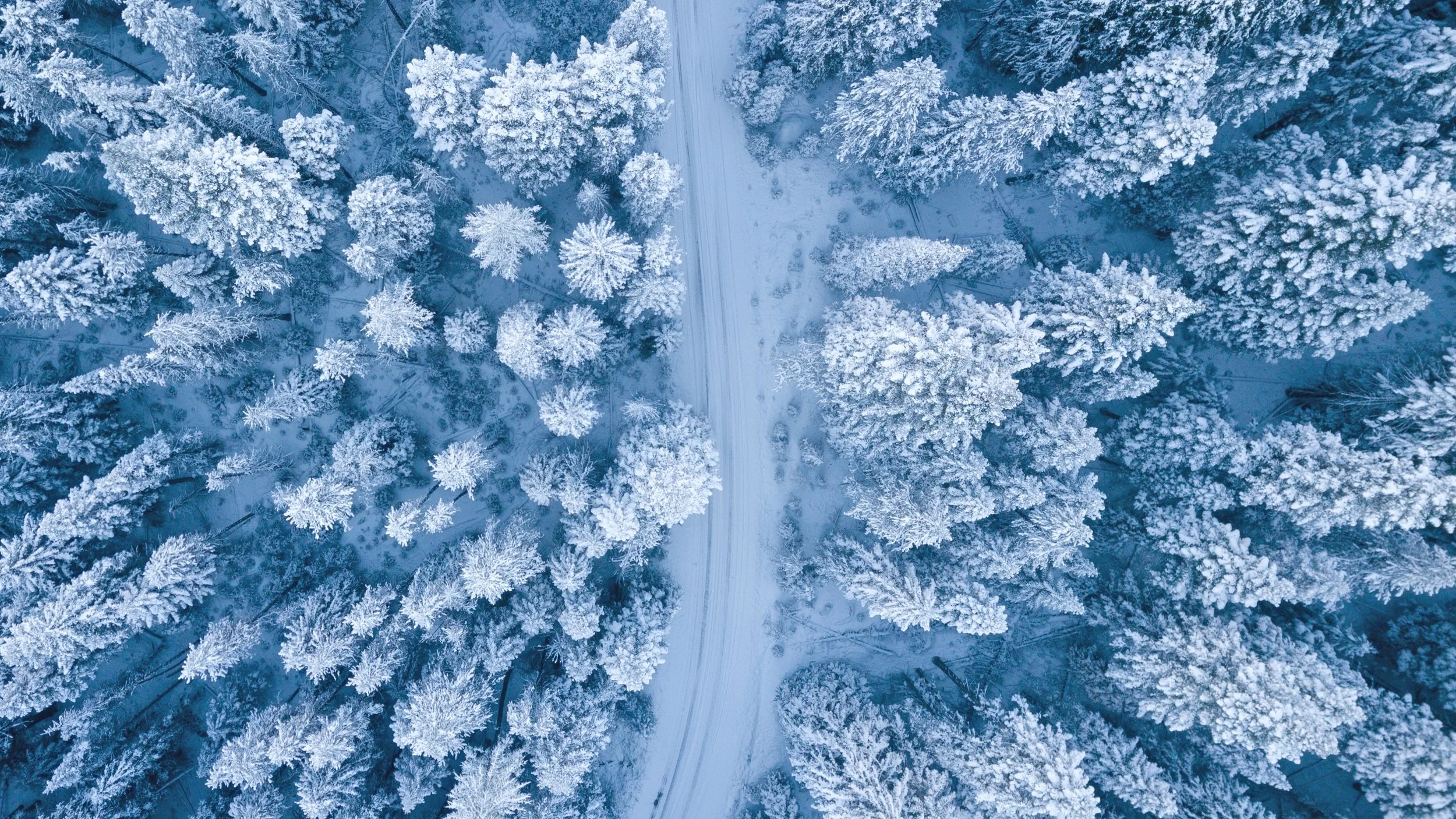 bird-s-eye-view-bright-close-up-1438761.jpg