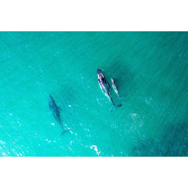 Whale family swimming along Manly Beach, Northern Beaches this morning. .
.
.
.
#manlybeach #manly #northernbeaches #sydney #nsw #australia #whale #baby #aerial #aerialphotography #birdseye @australia