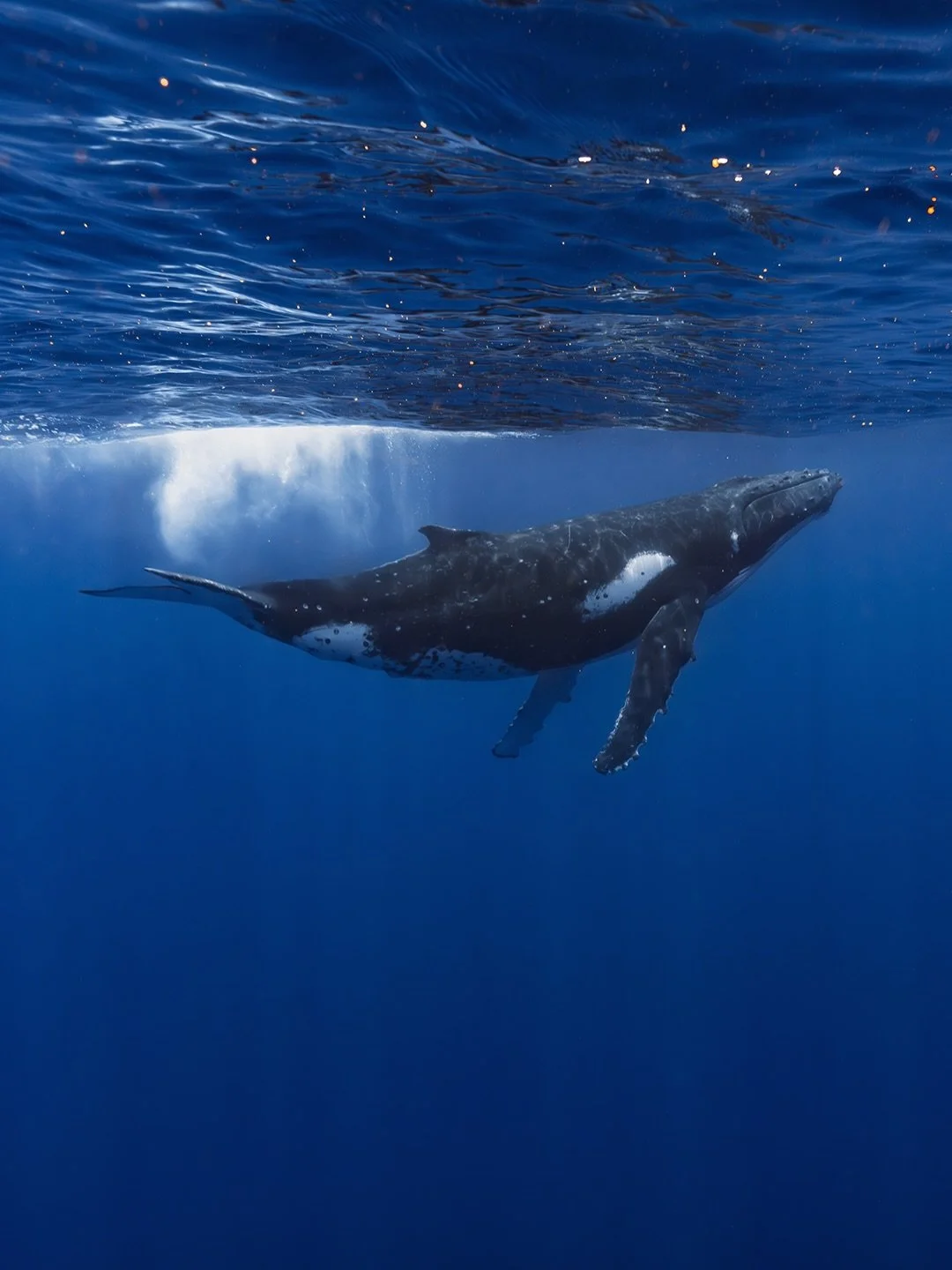 Celebrating @sonyalpha.anz #Sony12DaysOfGMasterDay1

A selection of my most recent and favourite animal shots.