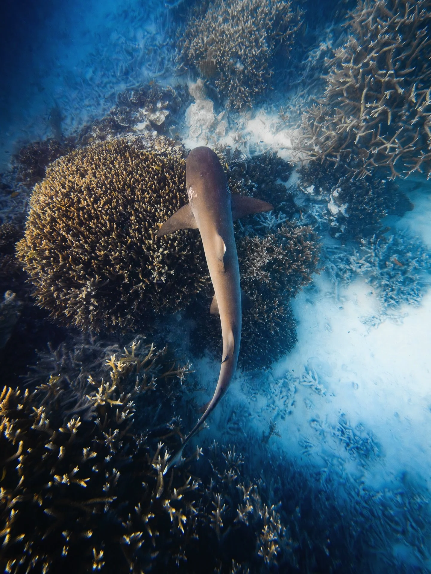 A white tip reef shark slowly cruising below on the reef off @heronisland. 

While most sharks must keep swimming to pass water over their gills to get oxygenated, whitetip reef sharks can actively pump water through their mouth and gills (buccal pum