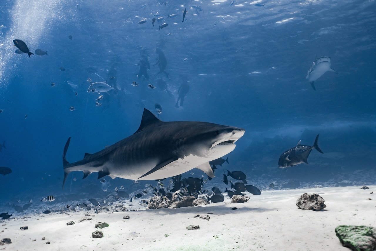 Swimming with the tigers 🦈

An experience I won&rsquo;t forget.
Watching them rise from the deep, from as far down as 150m, straight up the drop-off, is something else.

On scuba, sitting on the bottom as they glide past is incredible&hellip; but on