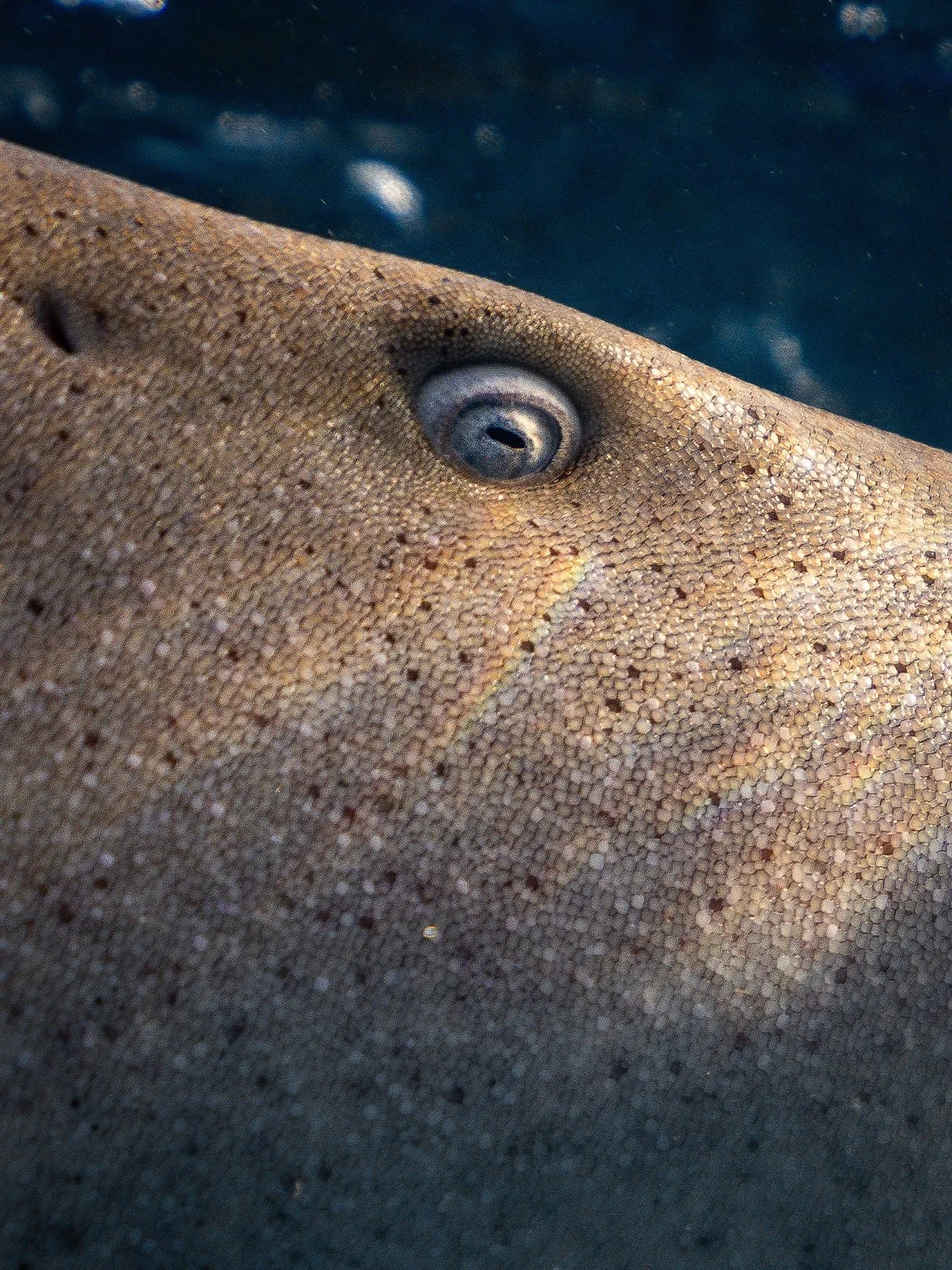 Looking into the eyes of a prehistoric creature. 

Swimming in and around Nurse Sharks, rays and fish, all in the golden morning light. 

🦈🪸🐠