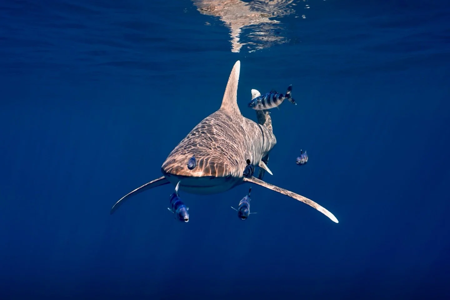 When you need a set of eyes on all sides of your head 👀

Swimming with 20+ Oceanic White tips was definitely not on the top do list but man, what an experince.