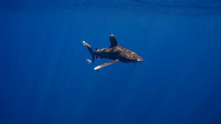The Oceanic White Tip 🦈. 

Curious, bold and built for the deep blue. They are also one of the most critically endangered species of sharks in the world due to long line fishing and shark finning. 

It was an amazing privilege to swim with not one b