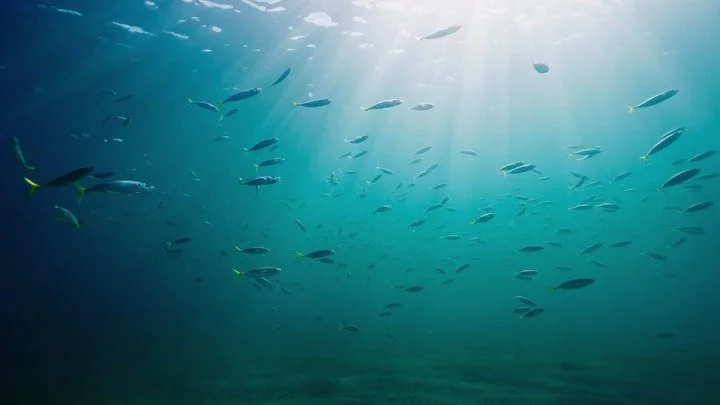 There is nothing more relaxing than floating under the surface watching light rays cascade across schools of fish 🐟🐠

So much life and clearer winter waters yet to come 🤞