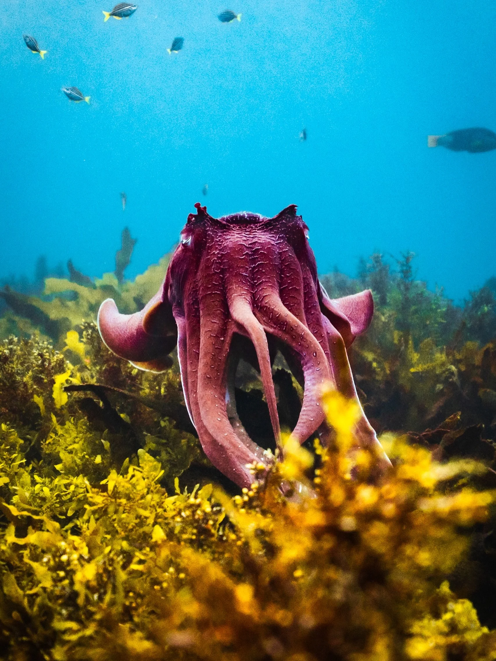 It&rsquo;s that time of the year again, where these aliens, aka Giant Cuttlefish, get their sexy time on 🥰

The best kind of dive when these guys and gals are out and about. With the sun just above the horizon, this was the last shot of the day.