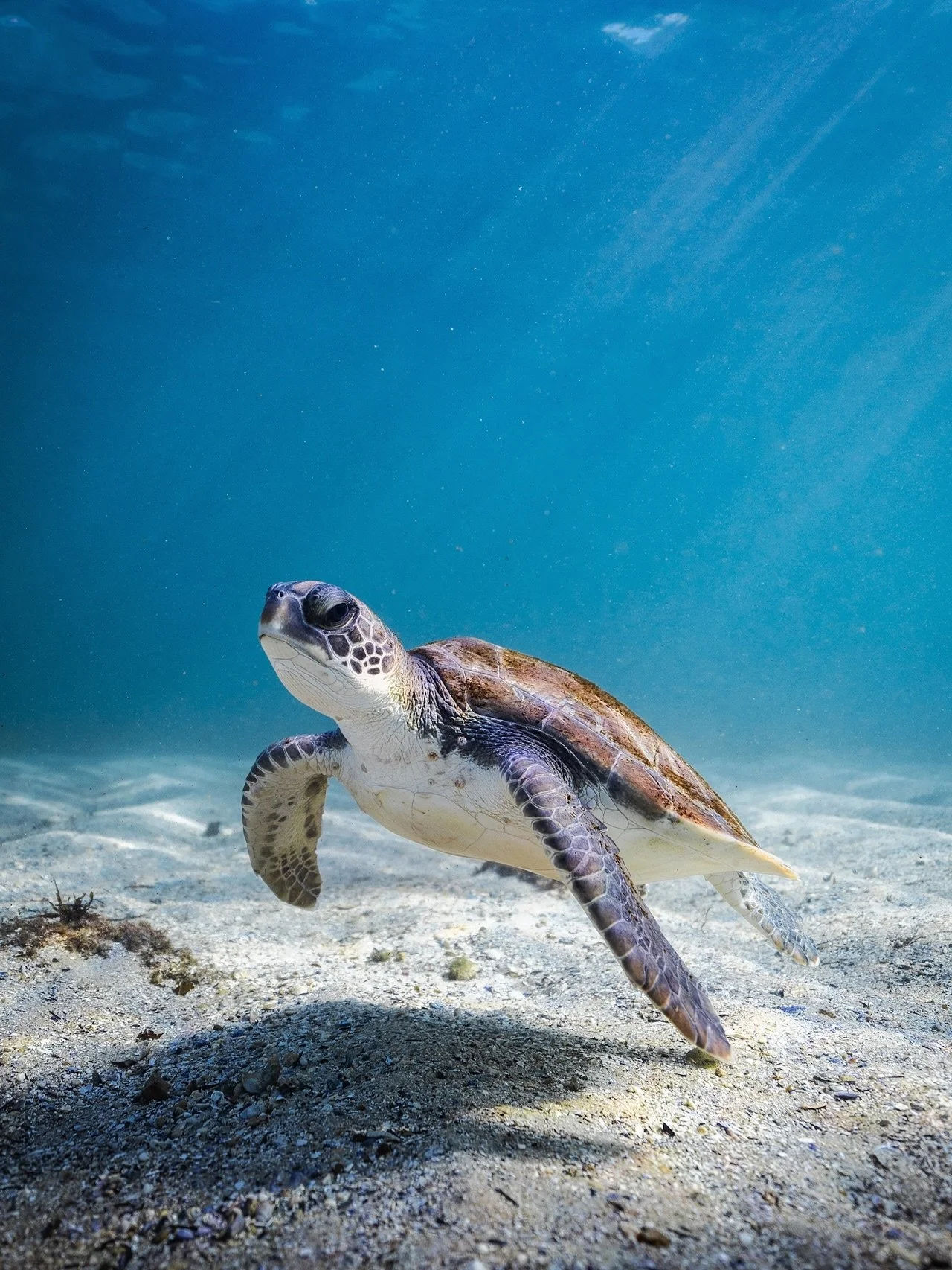 Tropical island or Northern Beaches 🏝️

The new kid on the block 🌊

Rosemary, a Green Sea Turtle and the smallest newcomer to Cabbage Tree Bay.
