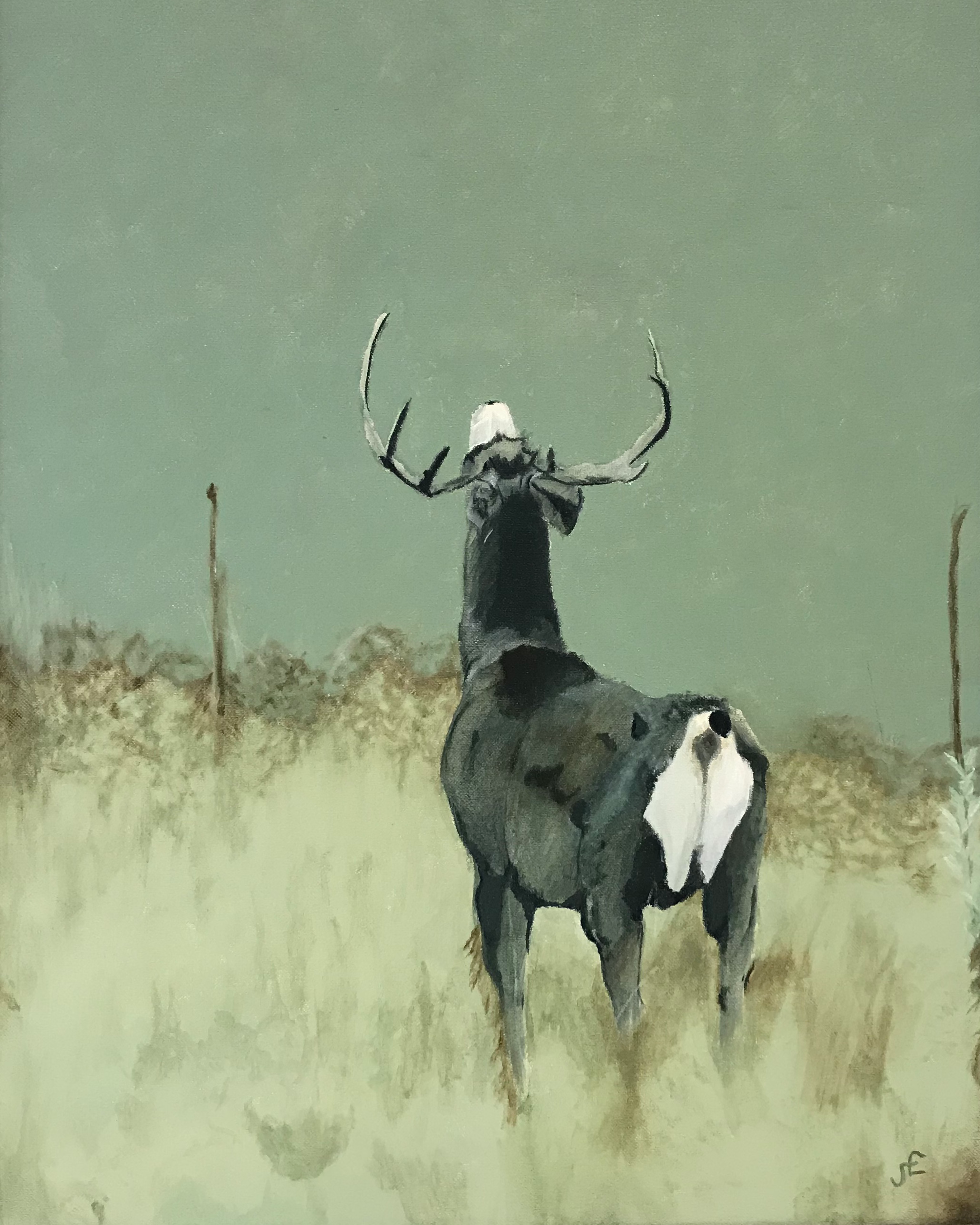 bellow_mule_deer.png