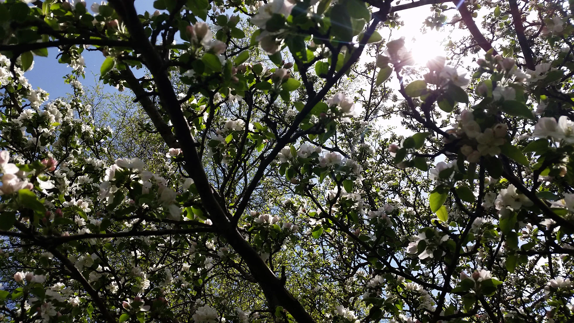 20150515_131658ccWEB.jpg