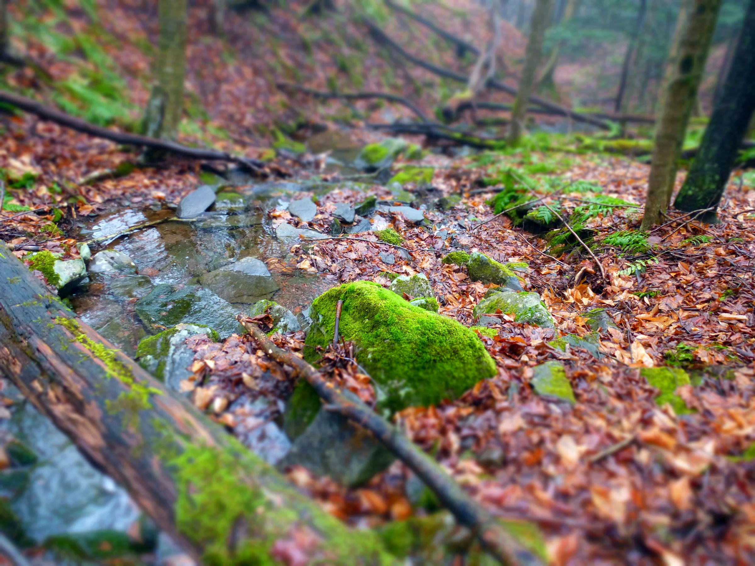 P1000046ccWEB.jpg