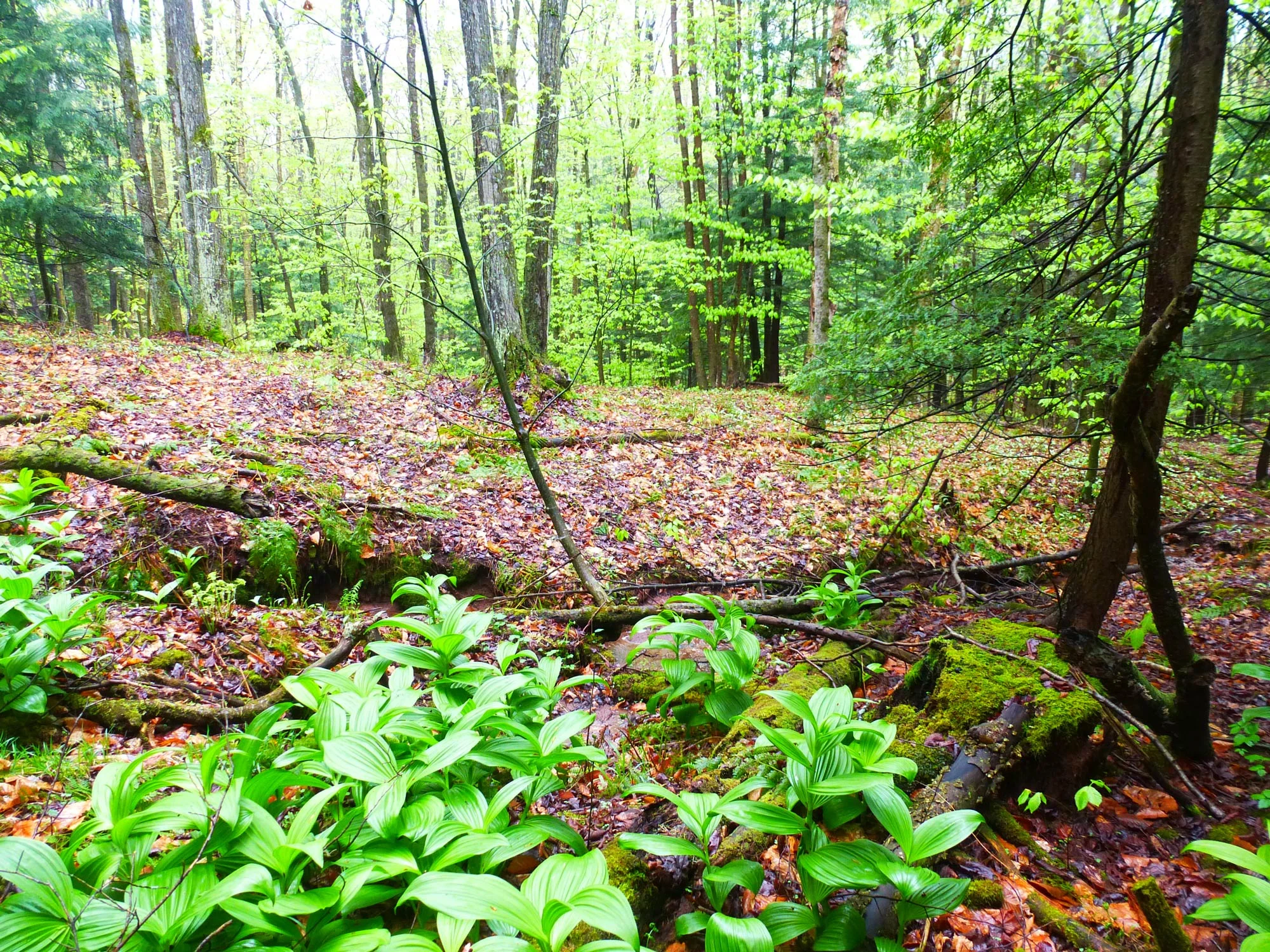 P1000742ccWEB.jpg