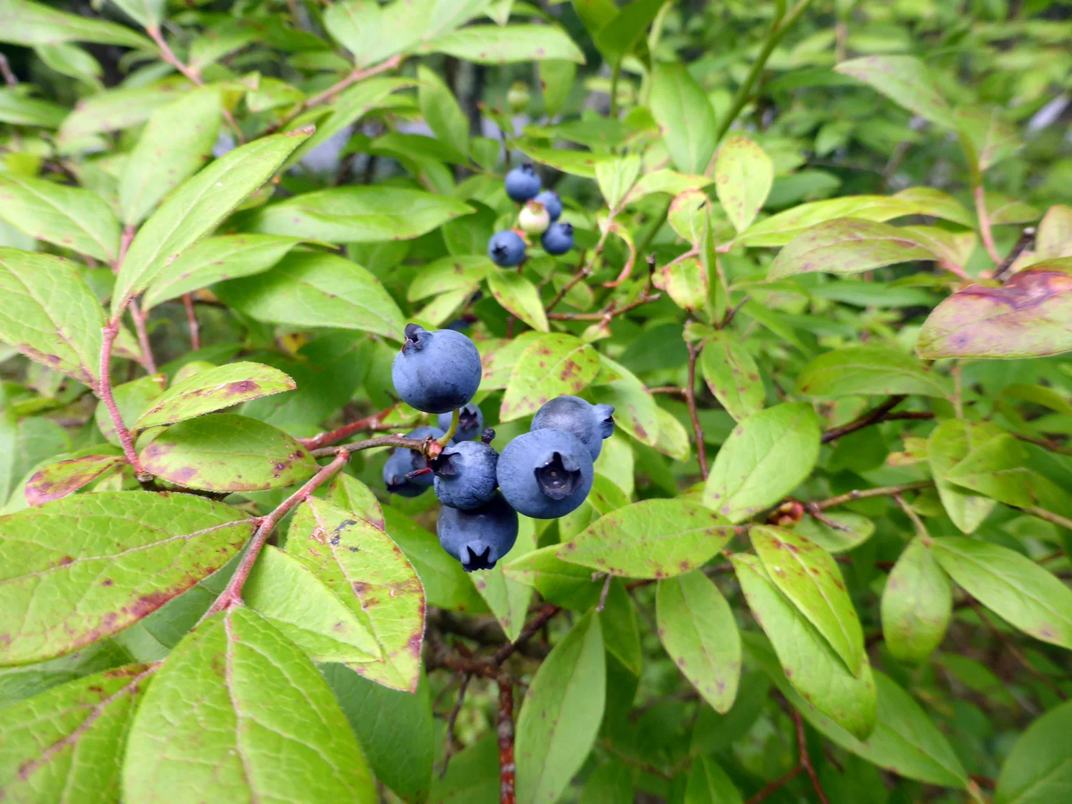 P1050154ccWEB.jpg