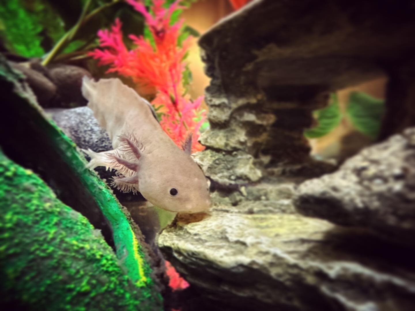 Mayu!

#axolotl #catskillaxolotl #hewantedadogsowegotanaxolotl #cutestpets