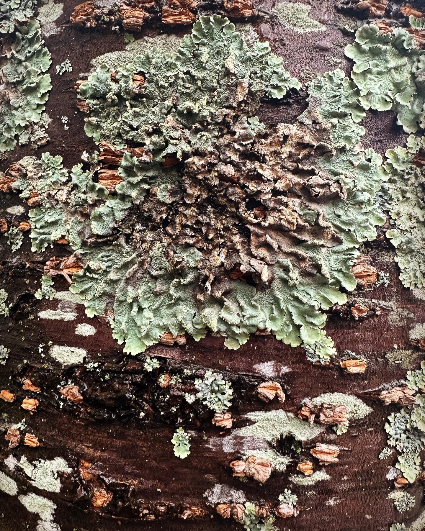 A lichen moment