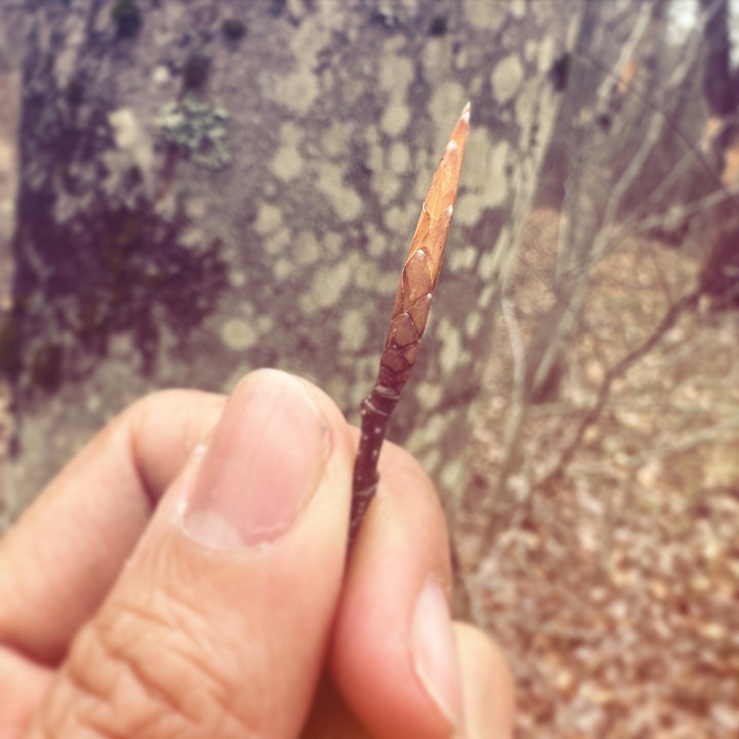 Hand picked one by one, these beautiful forest Beech Buds are only available in the spring.... Known for their incredible nutrients, collagen boosting properties,  and unmatched skin toning effects, these foraged beech buds are the KEY ingredient to 