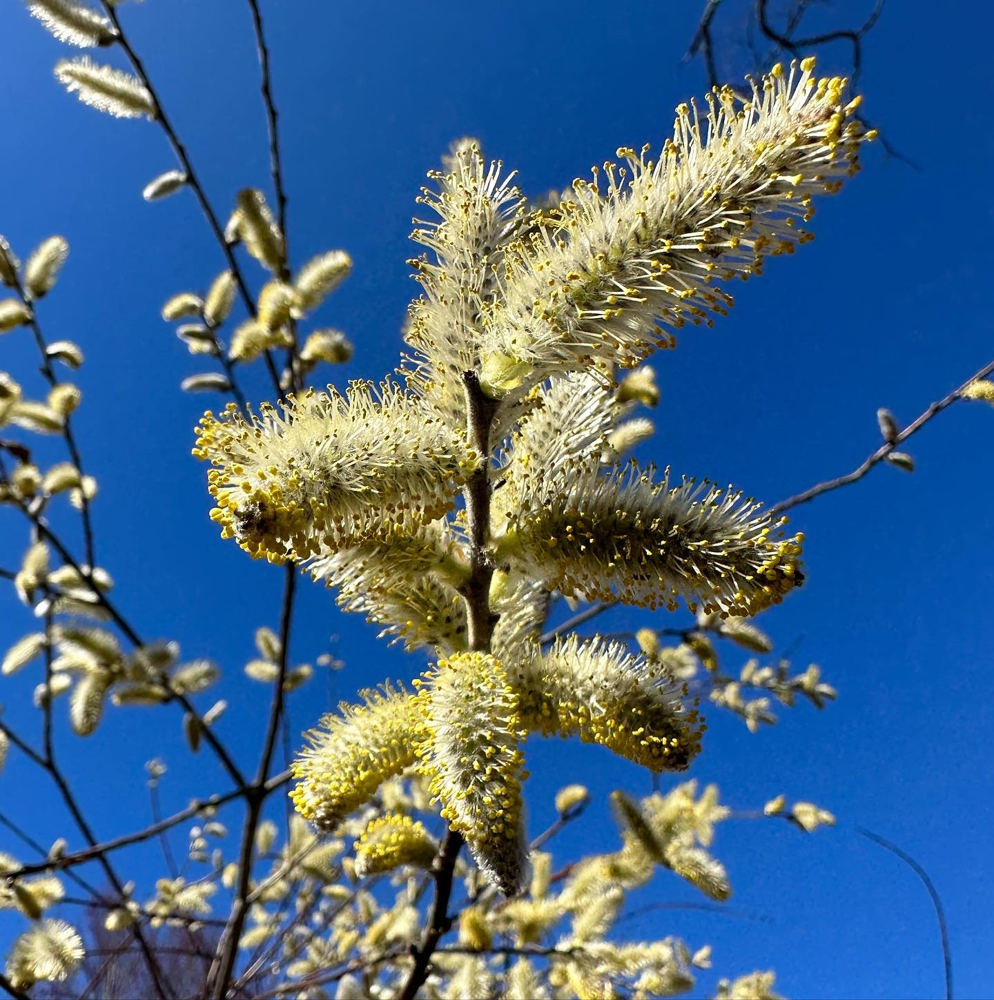 Willow in bloom on a cool crisp day 🌼

#salixdiscolor #wildbotanicals