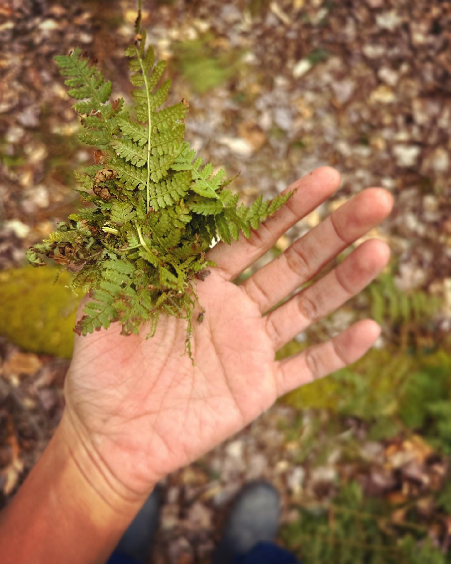 Moss and fern bandaid! 

#thedangersofforaging #bloodythumbs #inearlydied