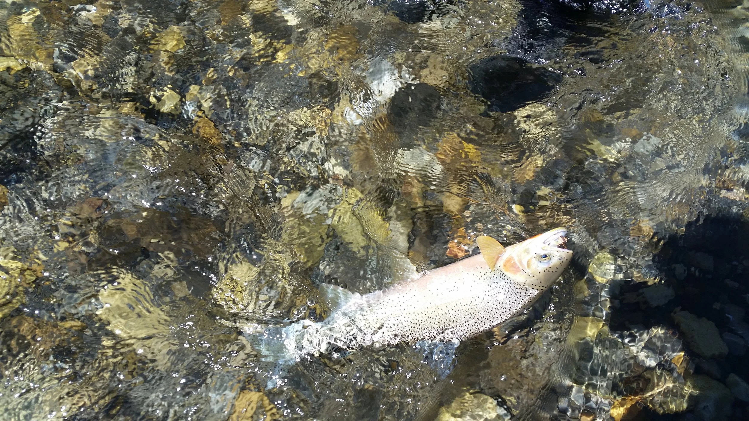 20160724_151235.jpg