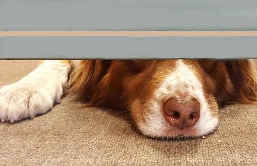 roscoe.jpg