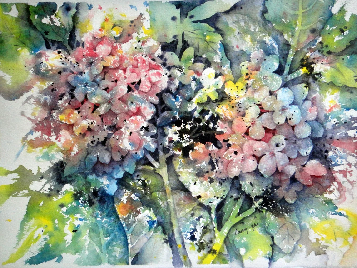 Hydrangeas