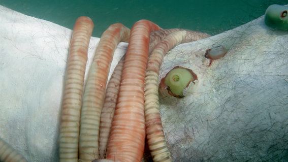 Open Water , video