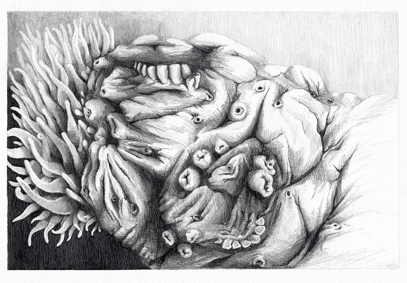 Echinoderm Dentada, 2019, graphite on paper, 43 x 52 cm