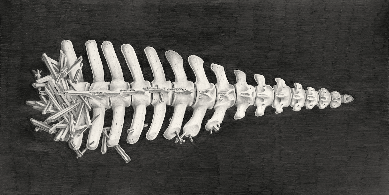 Heavy Metal Spinal Column, from the series Swan River Dolphin Bones, 2022