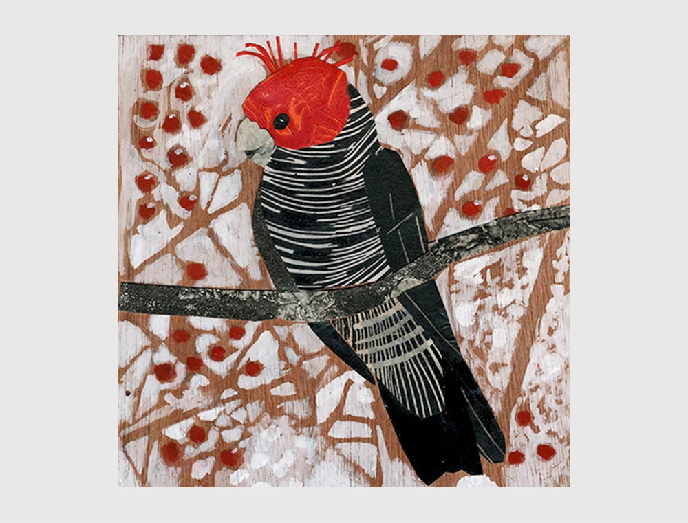 Gaagaan-Cockatoo2.jpg